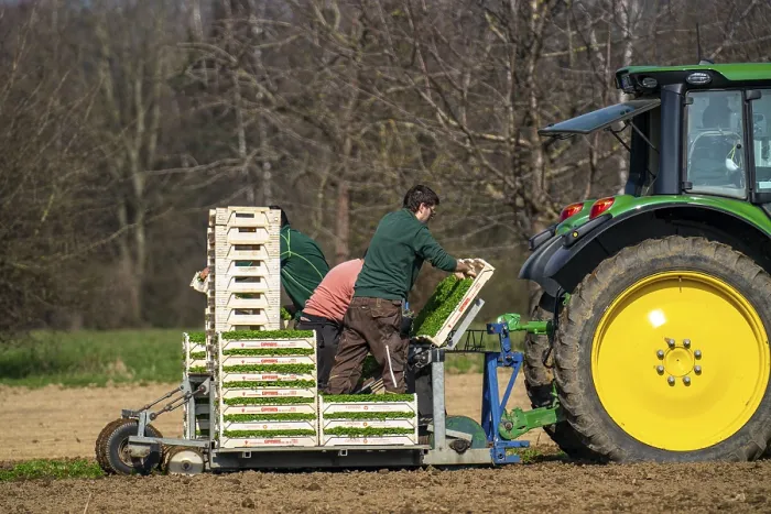 Framed Print : Agriculture, herb gardening, parsley is planted in rows in a field with a planting machine