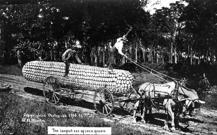 Framed Print : Agriculture, huge corn cob with horse-drawn carriage