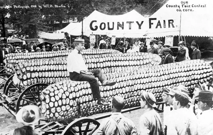 Framed Print : Agriculture, huge corn cob on the market Framed Print : Agriculture, huge corn cob on the market
