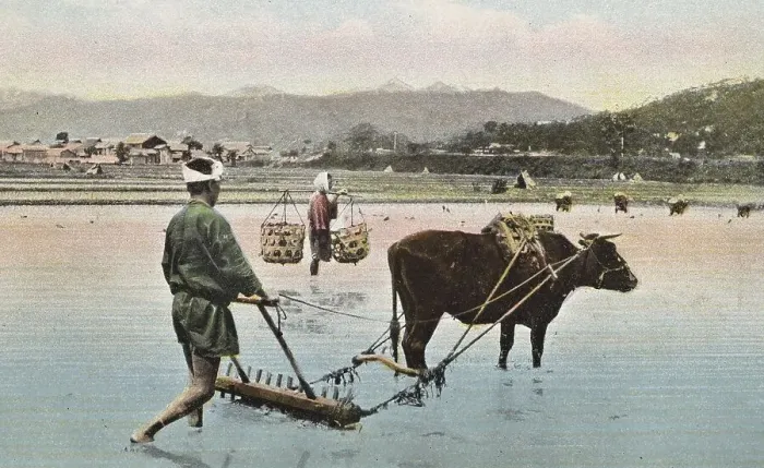Framed Print : Agriculture, preparing rice paddies Framed Print : Agriculture, preparing rice paddies