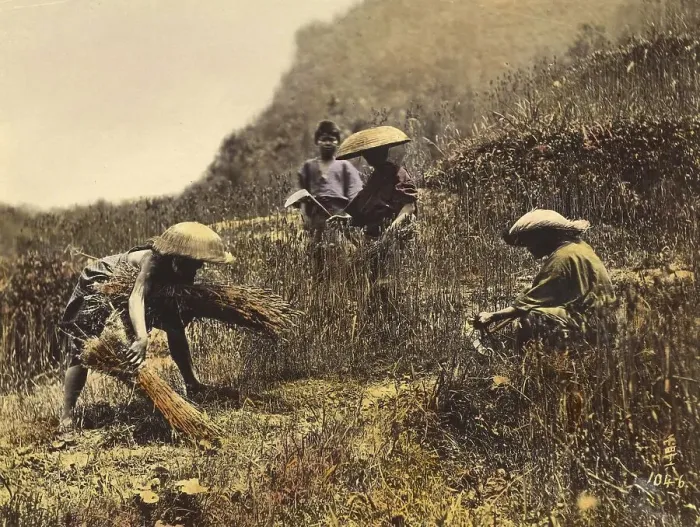 Framed Print : Agriculture, Wheat Harvest in Japan in 1860