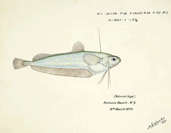 Framed Print : Ahuru, a species of cod, Auchenoceros punctatus, the Ahuru, fish, reproduction of an original, by Frank Edward Clarke (b. 1849, d. 1899), ichthyologist and scientific draughtsman