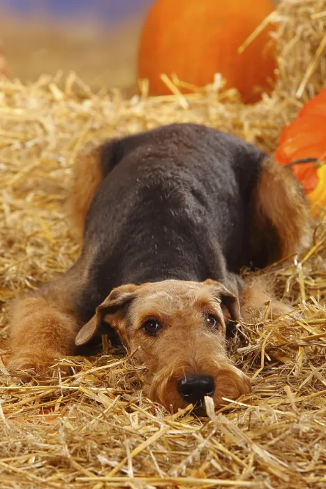 Framed Print : Airedale Terrier, Straw Framed Print : Airedale Terrier, Straw