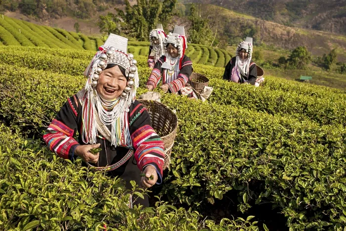Framed Print : Akha hill tribe women picking tea