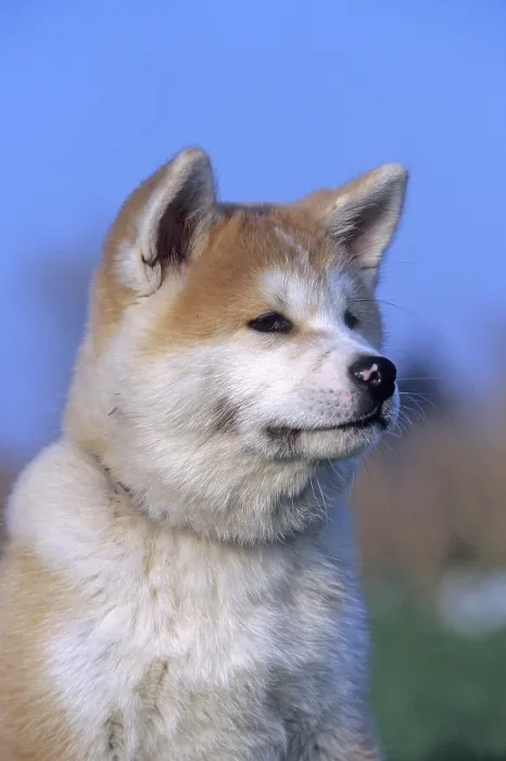 Framed Print : Akita Inu