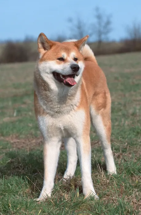 Framed Print : Akita Inu (animals) (mammals) (mammals) (domestic dog) (pet) (pet) (Japan) (outside) (outdoor) (frontal) (head-on)
