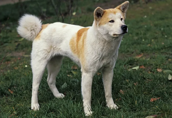 Framed Print : AKITA INU DOG, adult ON GRASS