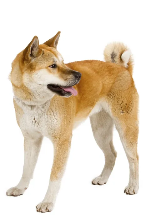 Framed Print : Akita Inu sitting and panting, isolated on white Framed Print : Akita Inu sitting and panting, isolated on white