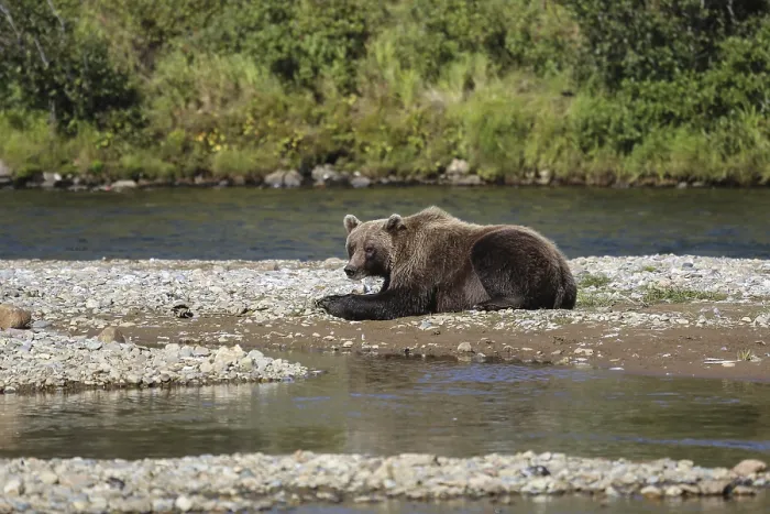 Framed Print : Alaskan brown bear (grizzly bear) resting on the riverbank