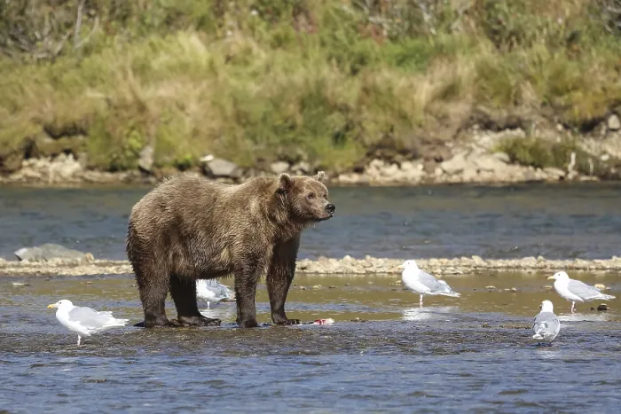 Framed Print : Alaskan brown bear (grizzly bear) standing in the riverbed Framed Print : Alaskan brown bear (grizzly bear) standing in the riverbed