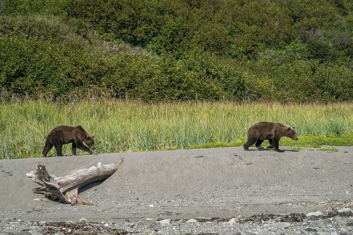 Framed Print : Alaskan grizzly bear (Ursus arctos horribilis)