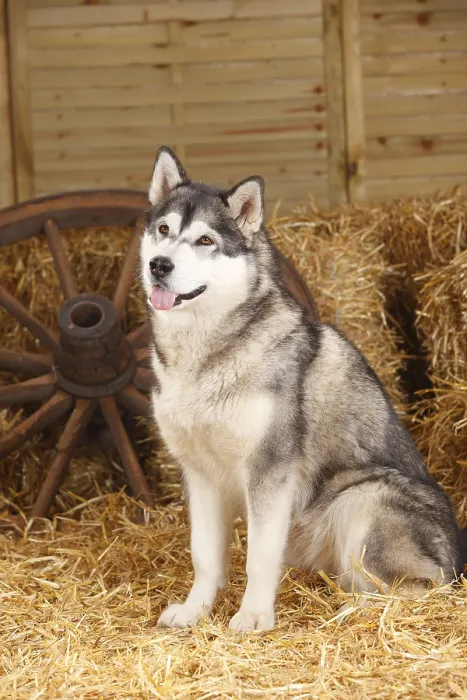 Framed Print : Alaskan Malamute, bitch