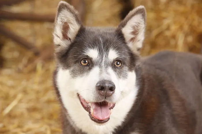 Framed Print : Alaskan Malamute, bitch, blue