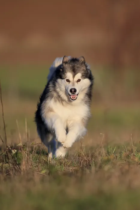Framed Print : Alaskan Malamute, bitch running across a meadow Framed Print : Alaskan Malamute, bitch running across a meadow