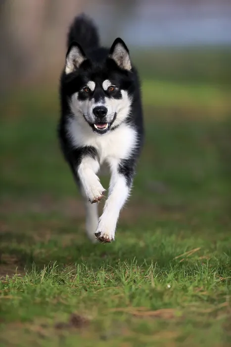 Framed Print : Alaskan Malamute (Canis lupus familiaris)
