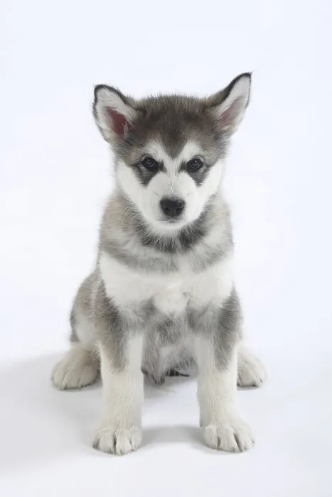 Framed Print : Alaskan Malamute, puppy, 8 weeks