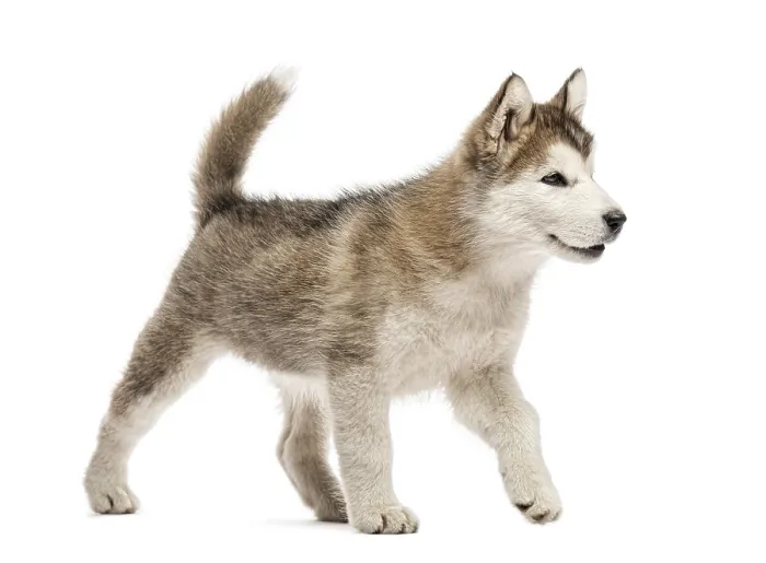 Framed Print : Alaskan Malamute puppy walking isolated on white Framed Print : Alaskan Malamute puppy walking isolated on white