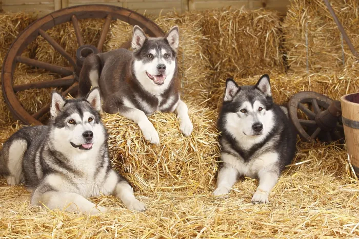 Framed Print : Alaskan Malamutes Framed Print : Alaskan Malamutes