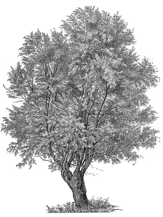 Framed Print : alba, silver willow (Salix), digitally restored reproduction of an original from the 19th century