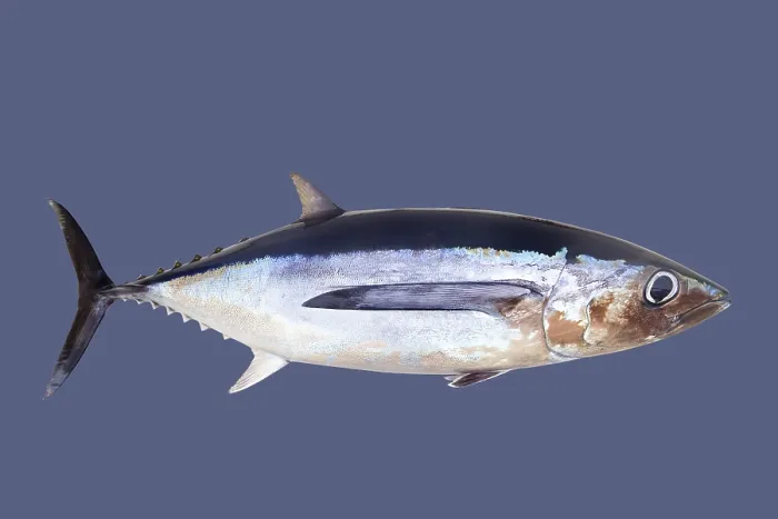 Framed Print : Albacore tuna fish Thunnus Alalunga isolated on gray