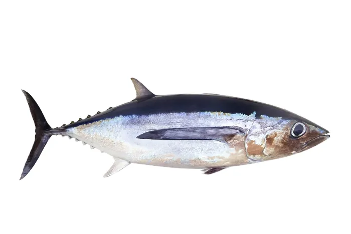 Framed Print : Albacore tuna fish Thunnus Alalunga isolated on white Framed Print : Albacore tuna fish Thunnus Alalunga isolated on white