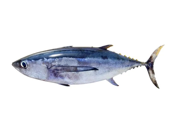 Framed Print : Albacore tuna Thunnus alalunga fish isolated on white