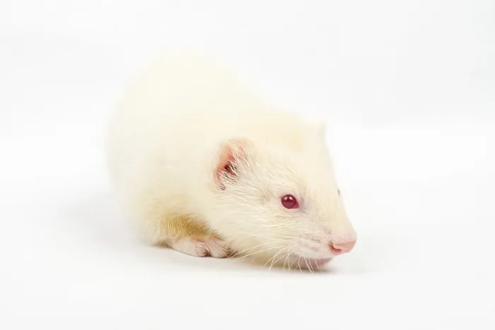 Framed Print : Albino ferret, lying on a white background Isolated on white background