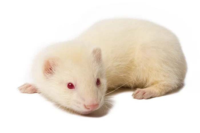 Framed Print : Albino ferret, lying on a white background Isolated on white background Framed Print : Albino ferret, lying on a white background Isolated on white background