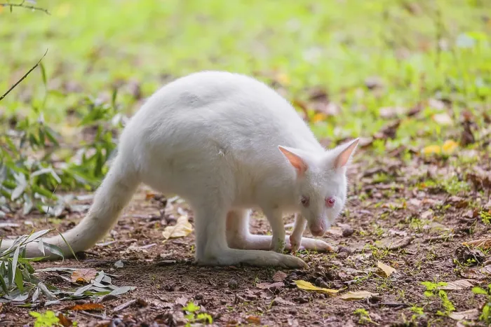 Framed Print : An albino Red-necked wallaby or Bennett's wallaby (Macropus rufogriseus) Framed Print : An albino Red-necked wallaby or Bennett's wallaby (Macropus rufogriseus)