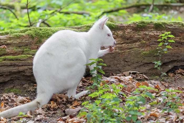 Framed Print : An albino red-necked wallaby or Bennett's wallaby (Macropus rufogriseus)