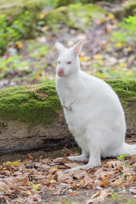Framed Print : An albino red-necked wallaby or Bennett's wallaby (Macropus rufogriseus)