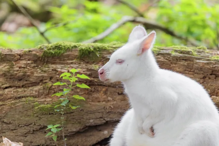 Framed Print : An albino red-necked wallaby or Bennett's wallaby (Macropus rufogriseus) sits in a meadow next to a rotting