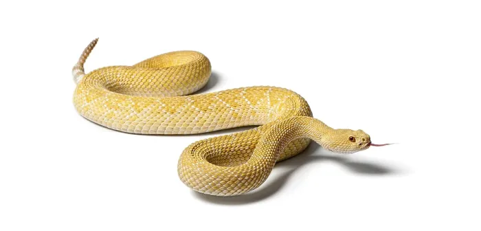 Framed Print : Albinos western diamondback rattlesnake