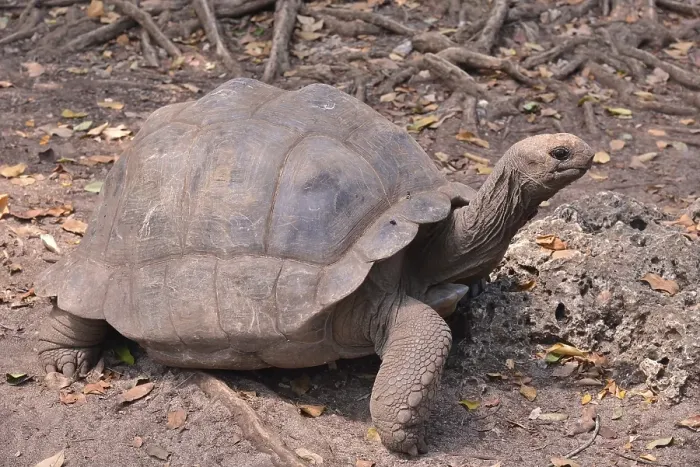 Framed Print : Aldabra Giant Tortoise (Aldabrachelys gigantea)