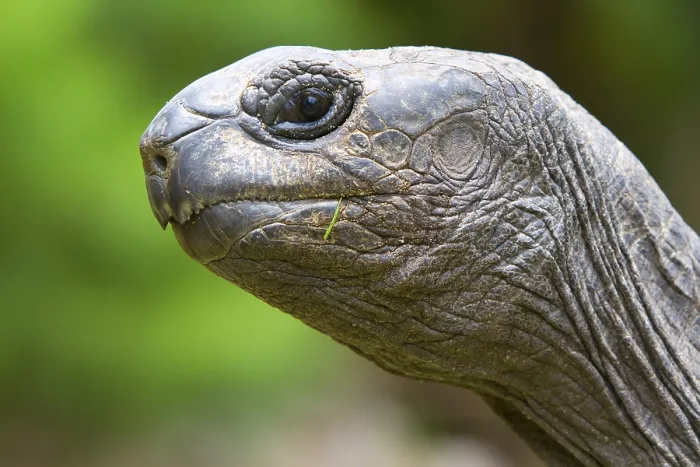 Framed Print : Aldabra Giant Tortoise (Aldabrachelys gigantea)