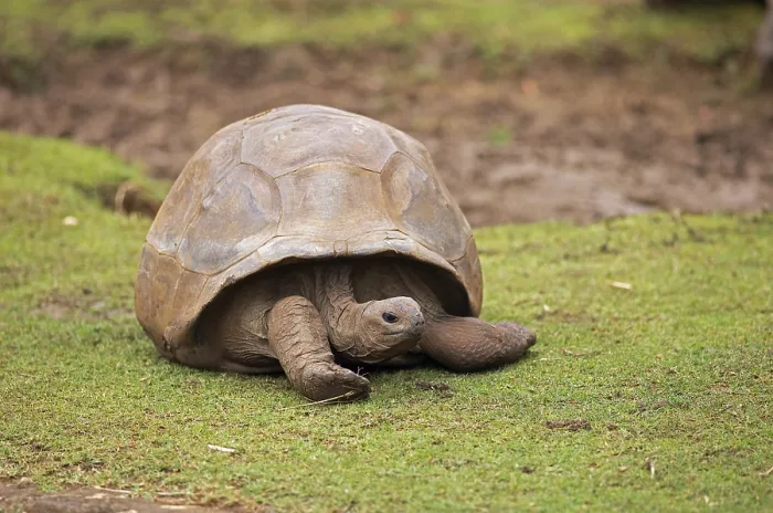 Framed Print : Aldabra giant tortoise (Aldabrachelys gigantea) on a grassy area Framed Print : Aldabra giant tortoise (Aldabrachelys gigantea) on a grassy area