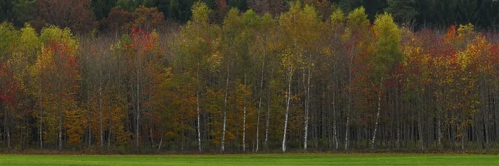 Framed Print : Alder autumn forest