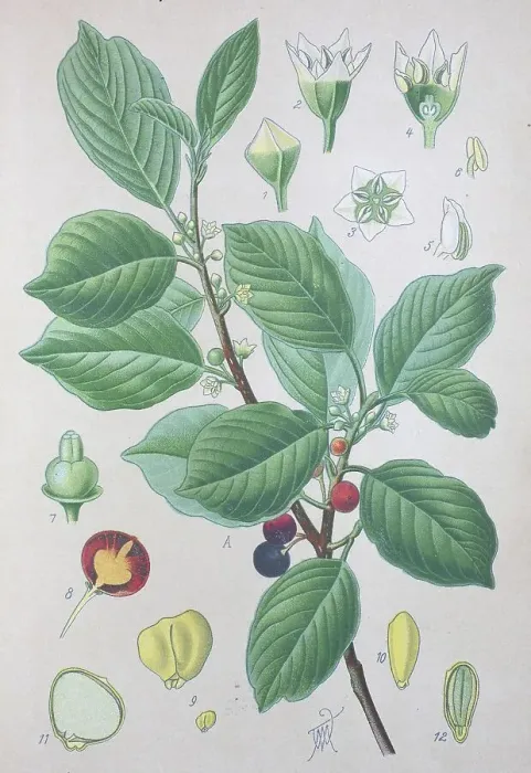 Framed Print : Alder buckthorn (Frangula alnus) Framed Print : Alder buckthorn (Frangula alnus)