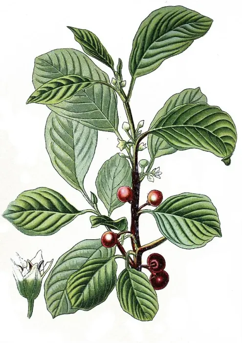 Framed Print : Alder Buckthorn (Rhamnus frangula) Framed Print : Alder Buckthorn (Rhamnus frangula)