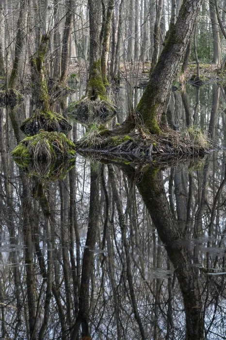 Framed Print : Alder quarry forest in early spring