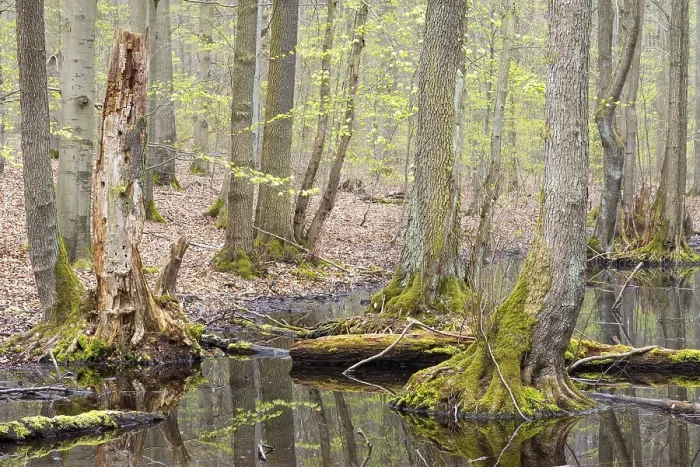 Framed Print : Alder scrub forest, black alders (Alnus glutinosa) standing in the water Framed Print : Alder scrub forest, black alders (Alnus glutinosa) standing in the water