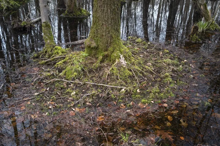 Framed Print : Alder swamp forest in early spring Framed Print : Alder swamp forest in early spring