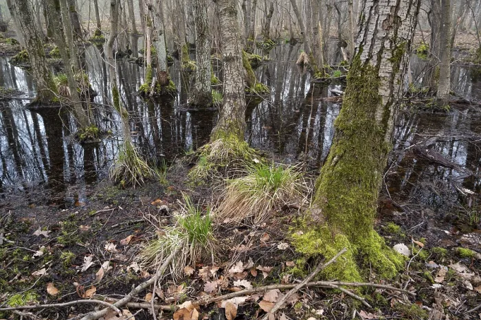 Framed Print : Alder swamp forest in early spring
