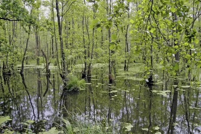 Framed Print : Alder wood with standing water