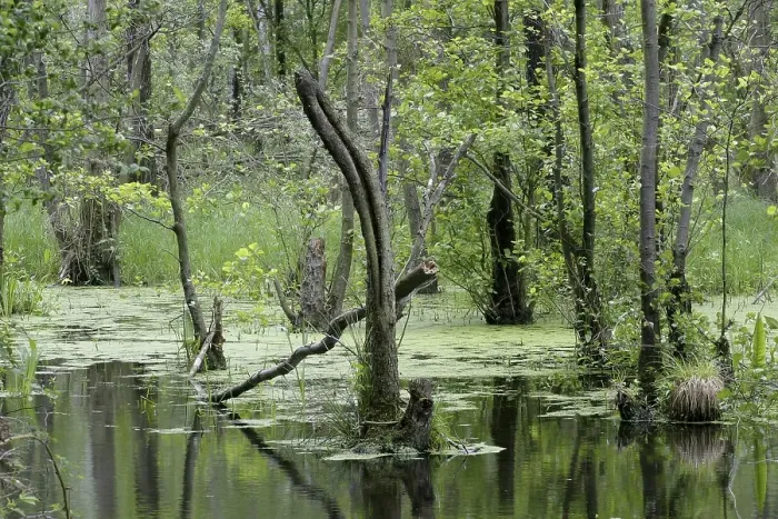 Framed Print : Alder wood with standing water