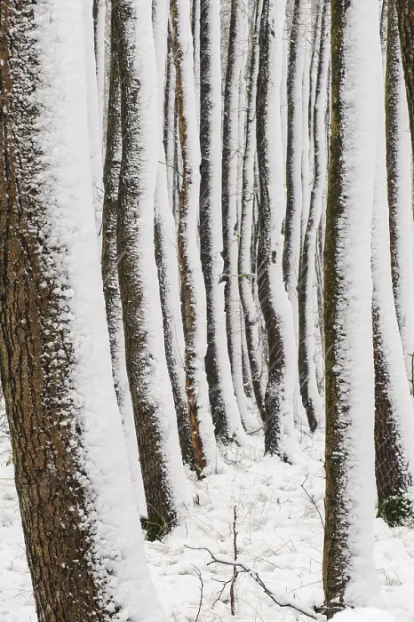 Framed Print : Alders in Bruchwald, Erlenbruch