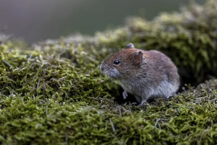 Framed Print : An alert bank vole (Myodes glareolus) on a moss-covered branch