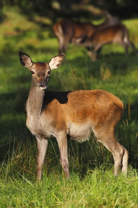 Framed Print : Alert Red deer (Cervus elaphus) Framed Print : Alert Red deer (Cervus elaphus)