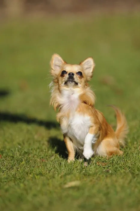 Framed Print : An alert sitting Chihuahua on a green meadow in the sun