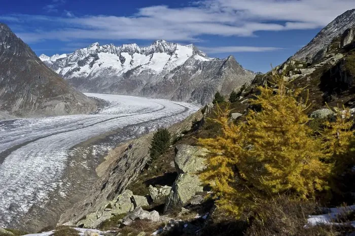 Framed Print : Aletsch Glacier and the Bernese Oberland